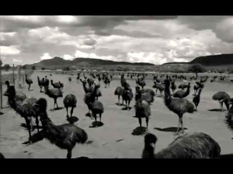 Gran tropa de emúes penetrando en tierras agrícolas, Fuente: Wikicommons