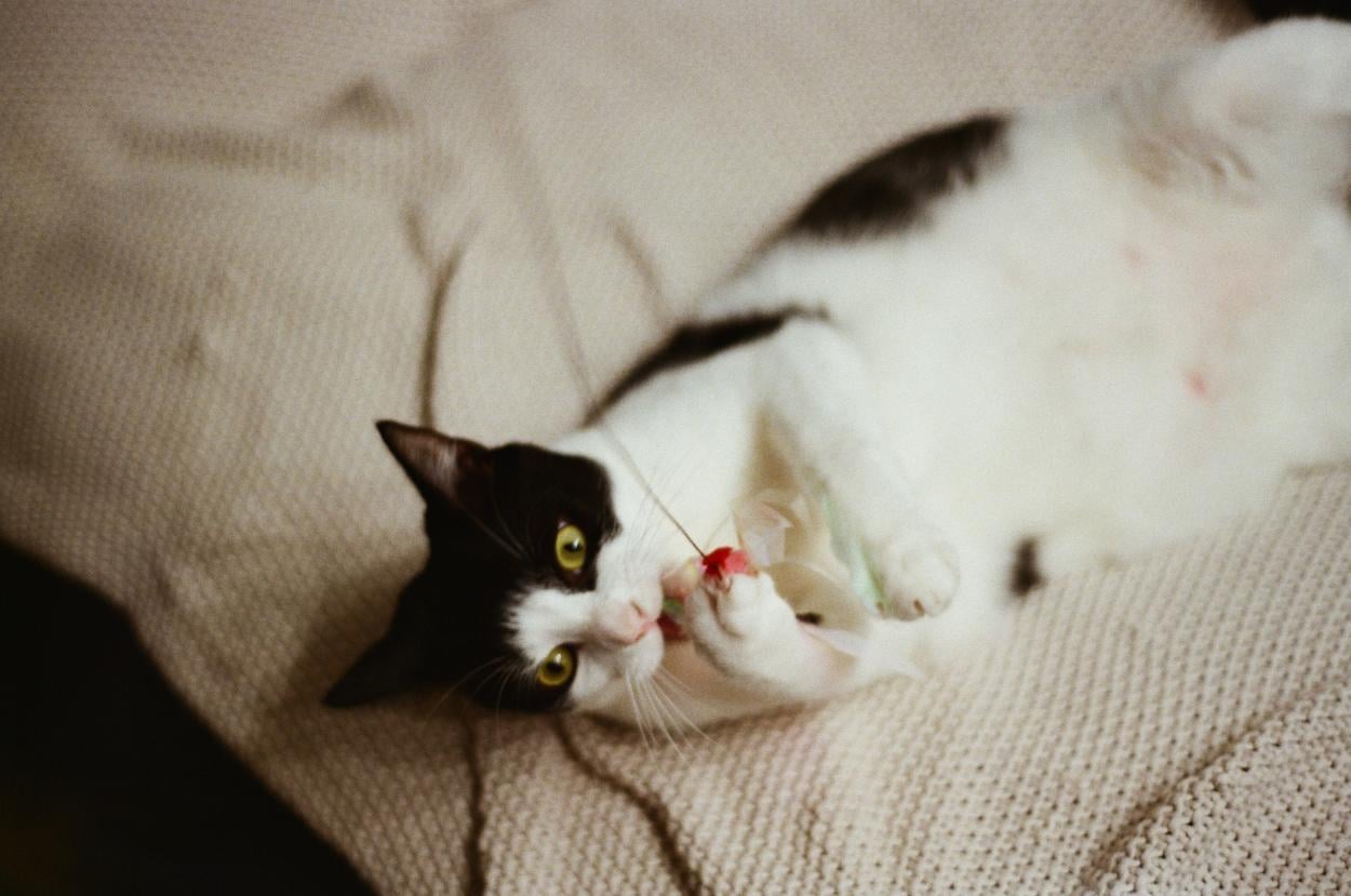 Gato jugando. Fotografía de Mariana Gil, 2024.