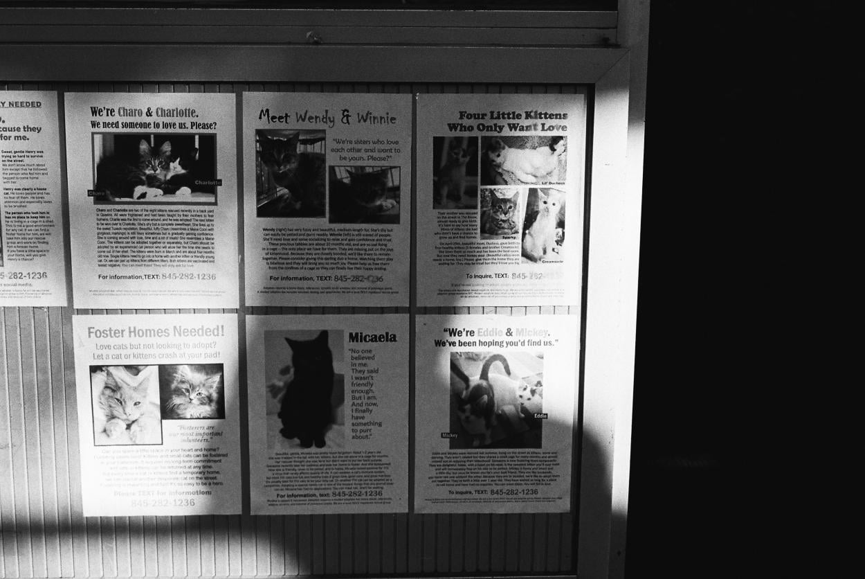 Se buscan gatos. Fotografía de Mariana Gil, 2024.