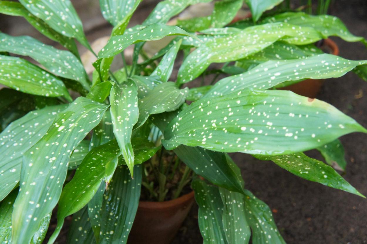 Una aspidistra. Foto: Nuevo Estilo