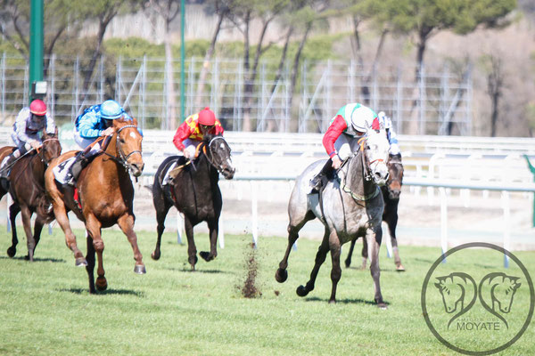 Desarrollo de una carrera de caballos en el Hipódromo de la Zarzuela de Madrid. FUENTE: Amigos del Moyate