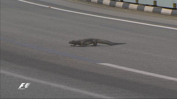We've had cats, dogs and humans, but now the hunble Lizard can be added to F1 track invaders list. (Image Credit: @F1 Twitter)