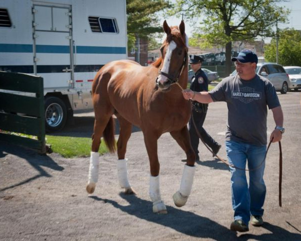 Belmont Stakes Update May 20: Chrome Arrives, Danza Out