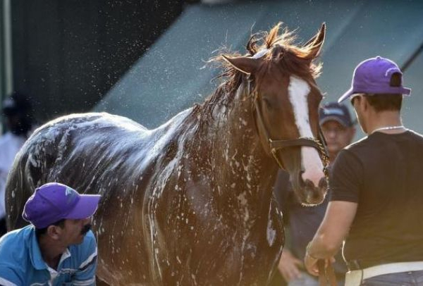 California Chrome Will Face Nine In The Preakness Stakes