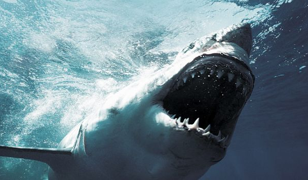 'In the deep', la nueva película sobre tiburones que prepara Sony