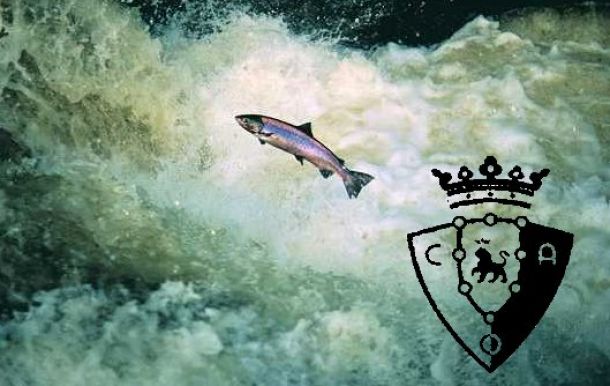 El salmón en el río Sadar